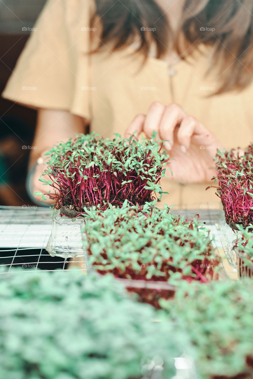 Girl in yellow dress harvesting  a microgreen