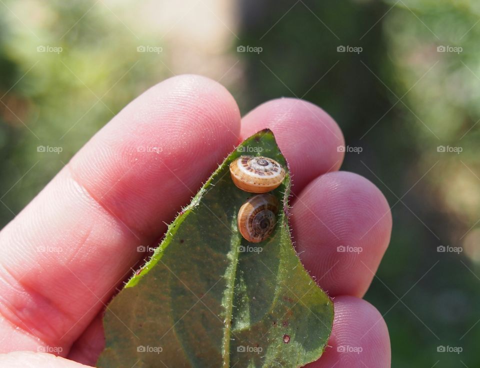 small Snail
