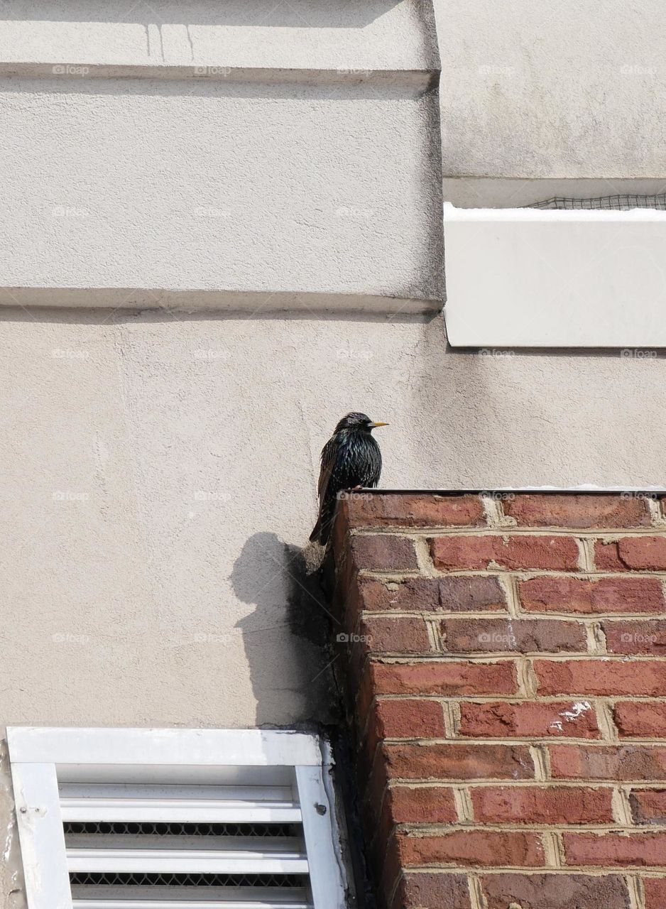 A bird up on a ledge, overlooking his kingdom. I’m just a speck on the ground, admiring his beauty. 