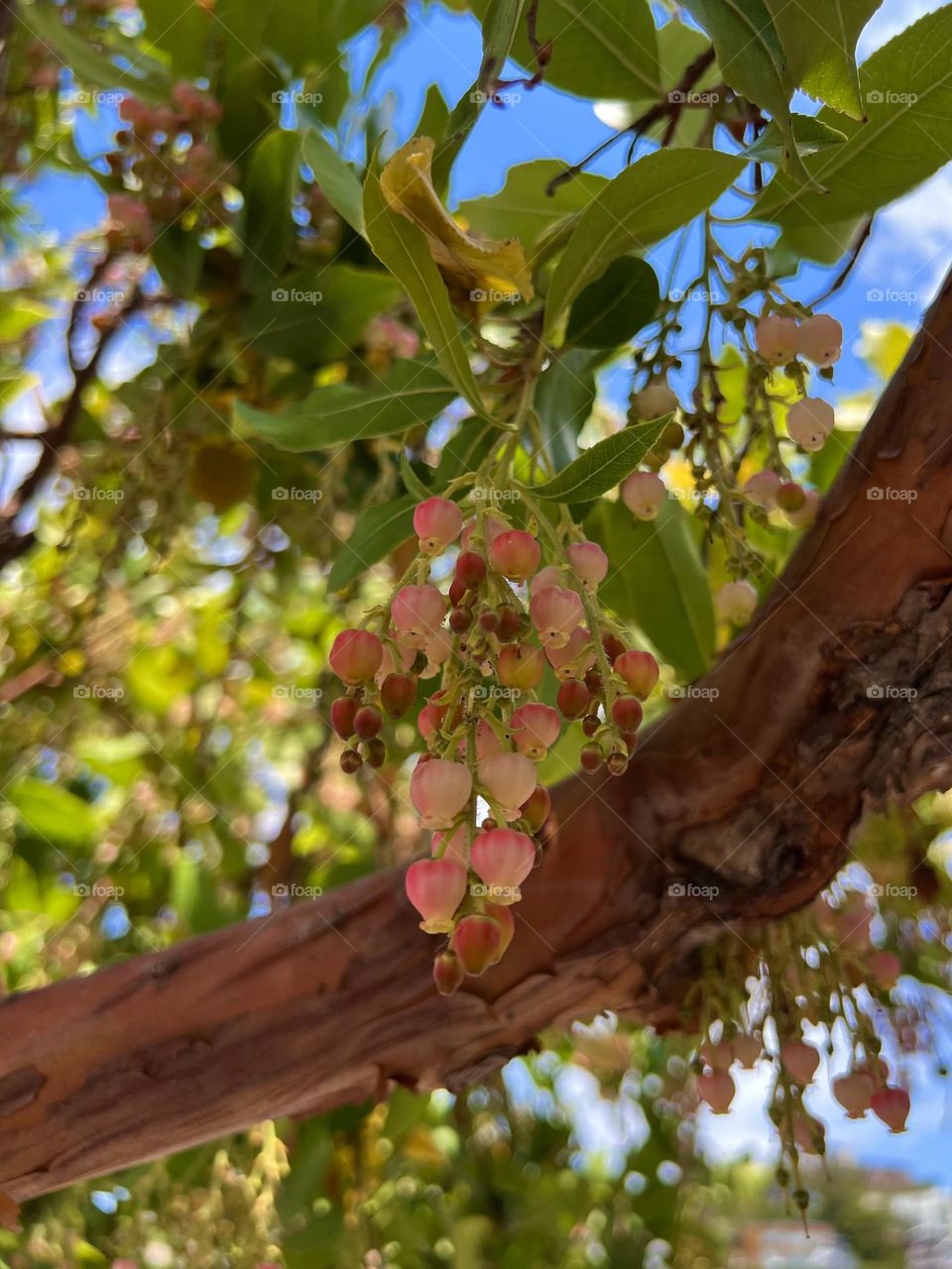 Strawberry Tree in Downtown Tiburon California 