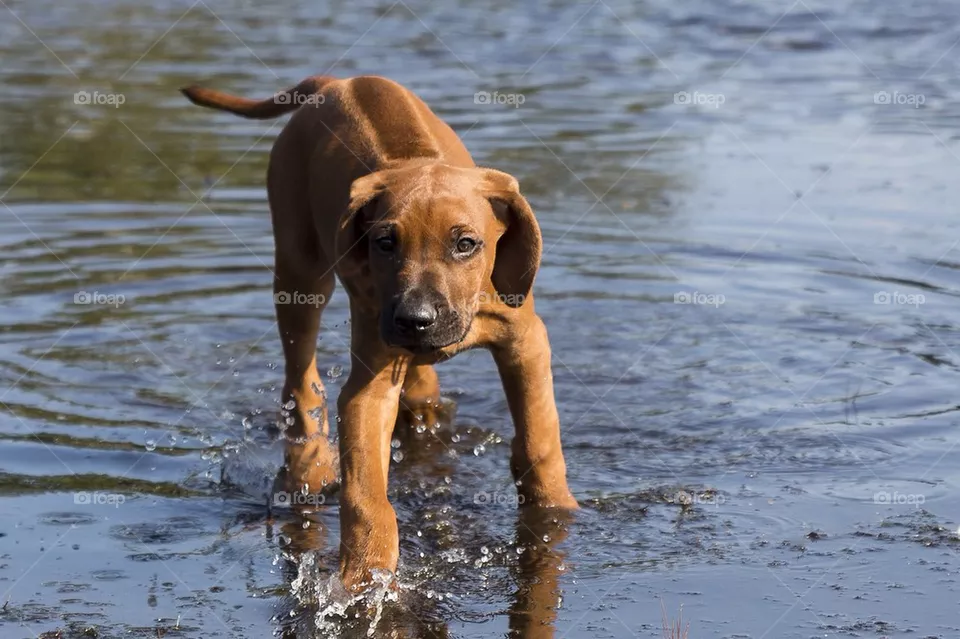 Puppy