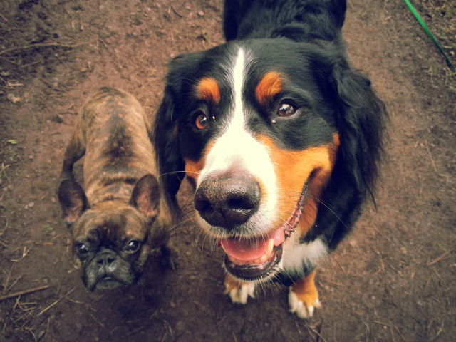 friends