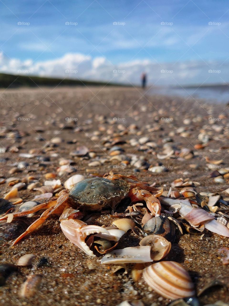 crab and shells on the beach