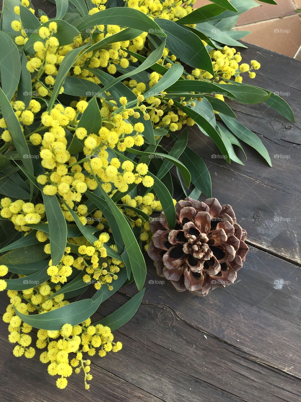 Mimosa flowers blooming 