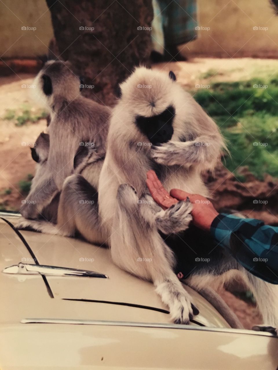 Monkeys in India