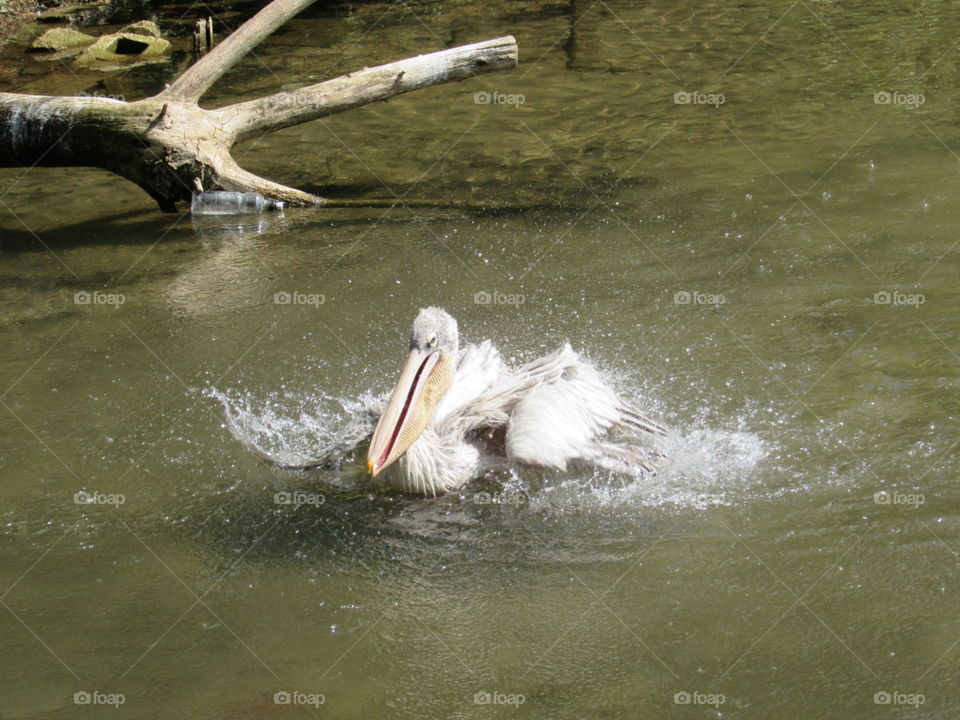 Pelican swims