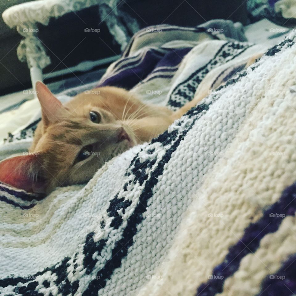 Cat laying down on blanket