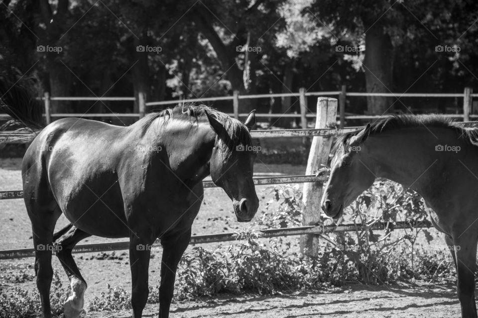 Horses in stable