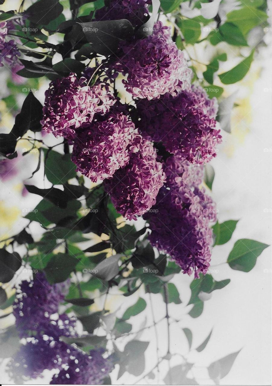 Lilac in bloom