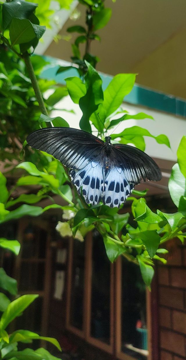 Butterflies and moths are remarkable for their Number : Size: Variety: Beauty