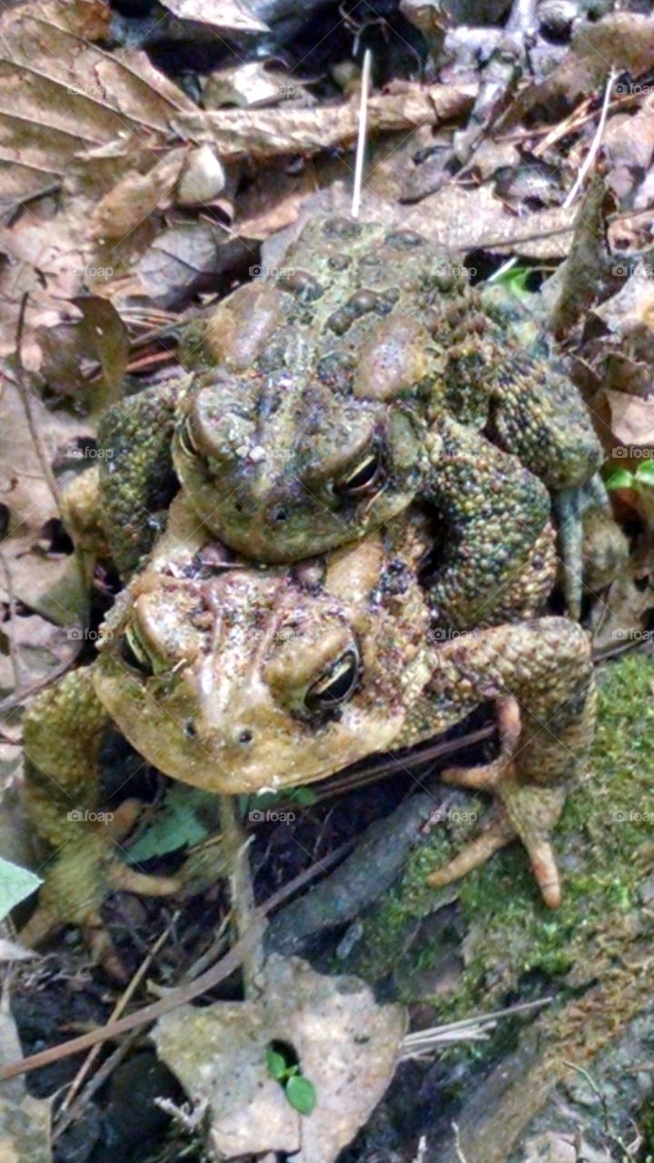 love at first sight. while on a local hike i could hear rustling on the forest floor.i couldn't find where it was coming from.all of a sudden the big frog hops right out in front of me, then the little one leaps from the leaves beneath an latches on to the big one .true love 