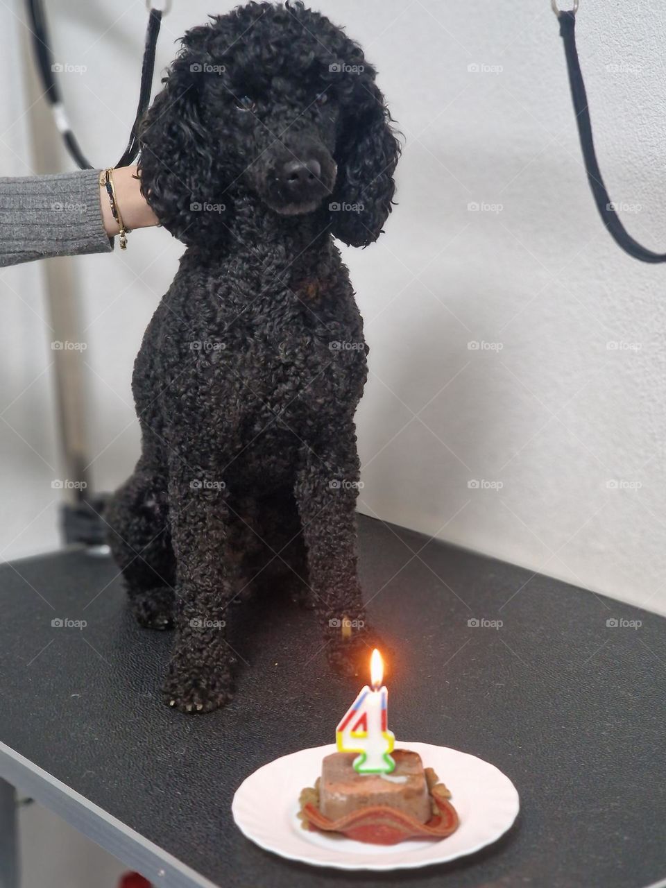 dog birthday