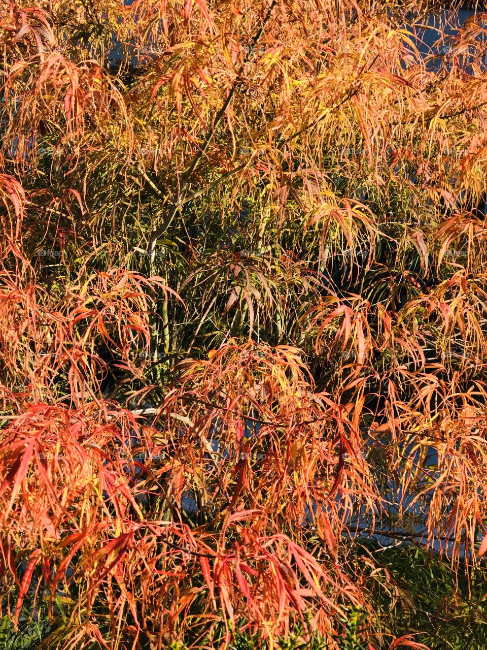 Gold and red autumn 