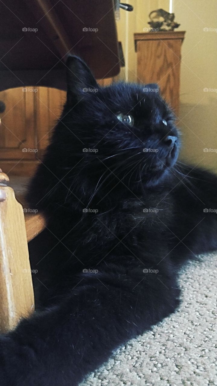 long haired black cat