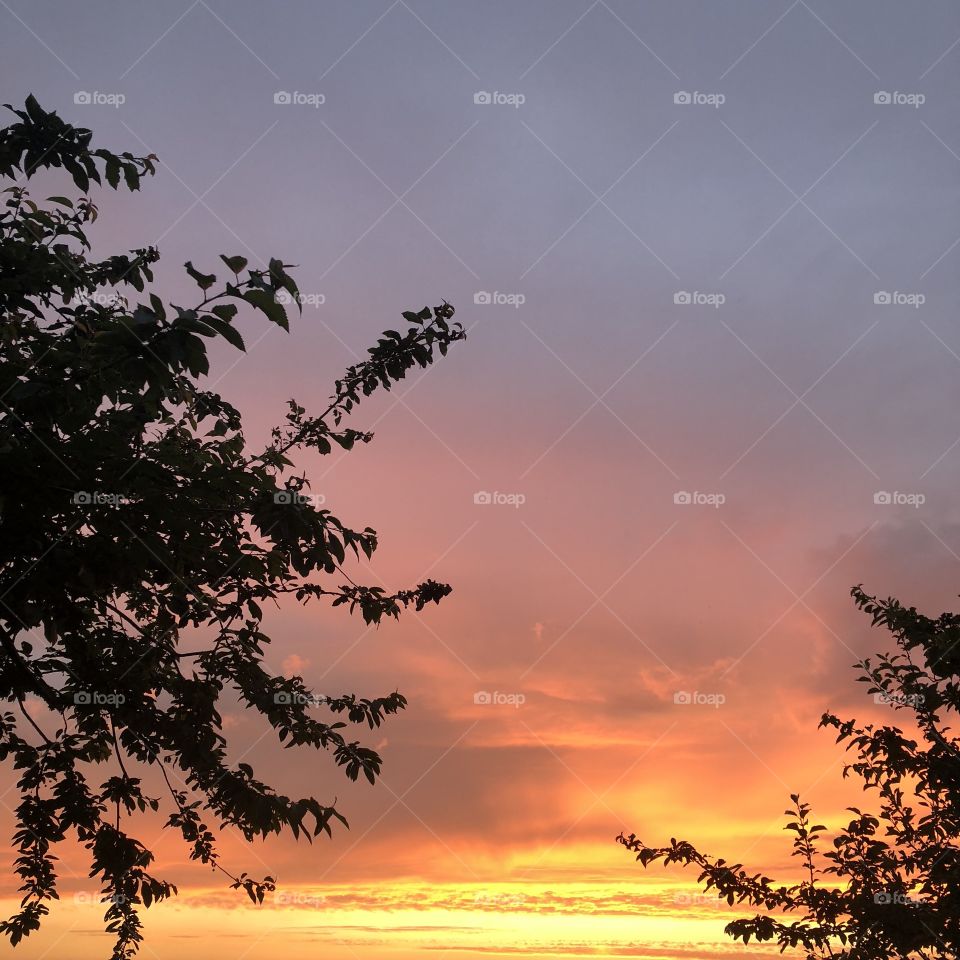 Orange and yellow sunset with tree silhouettes