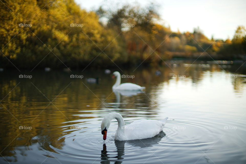 Swan swimming on lake