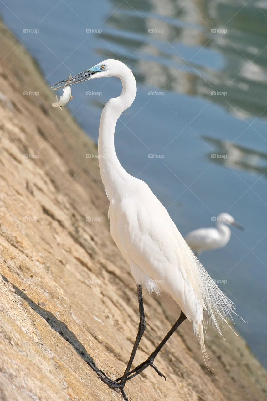 white bird with a fish