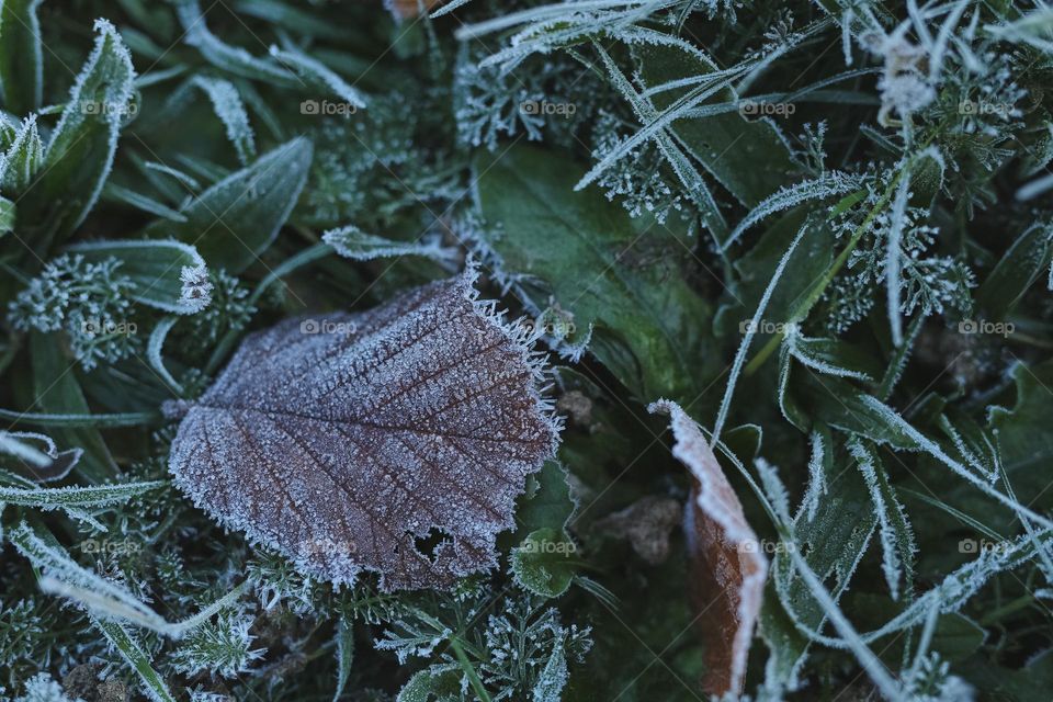 Frosty Marvels, nature’s icy artistry 