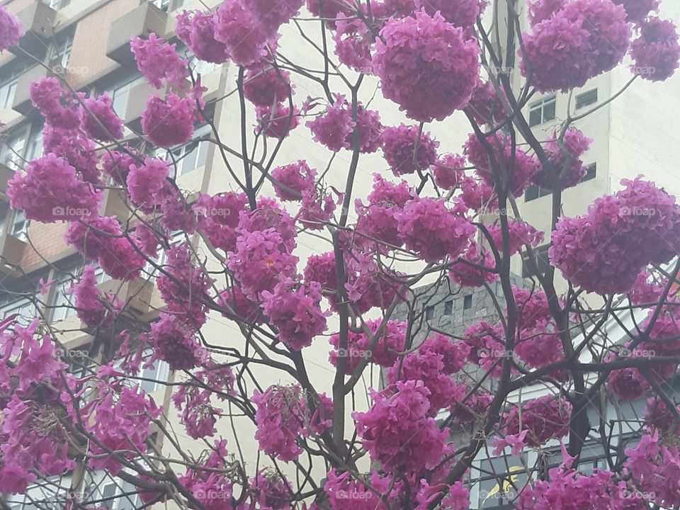Flores roxas da Liberdade 2 - São Paulo
