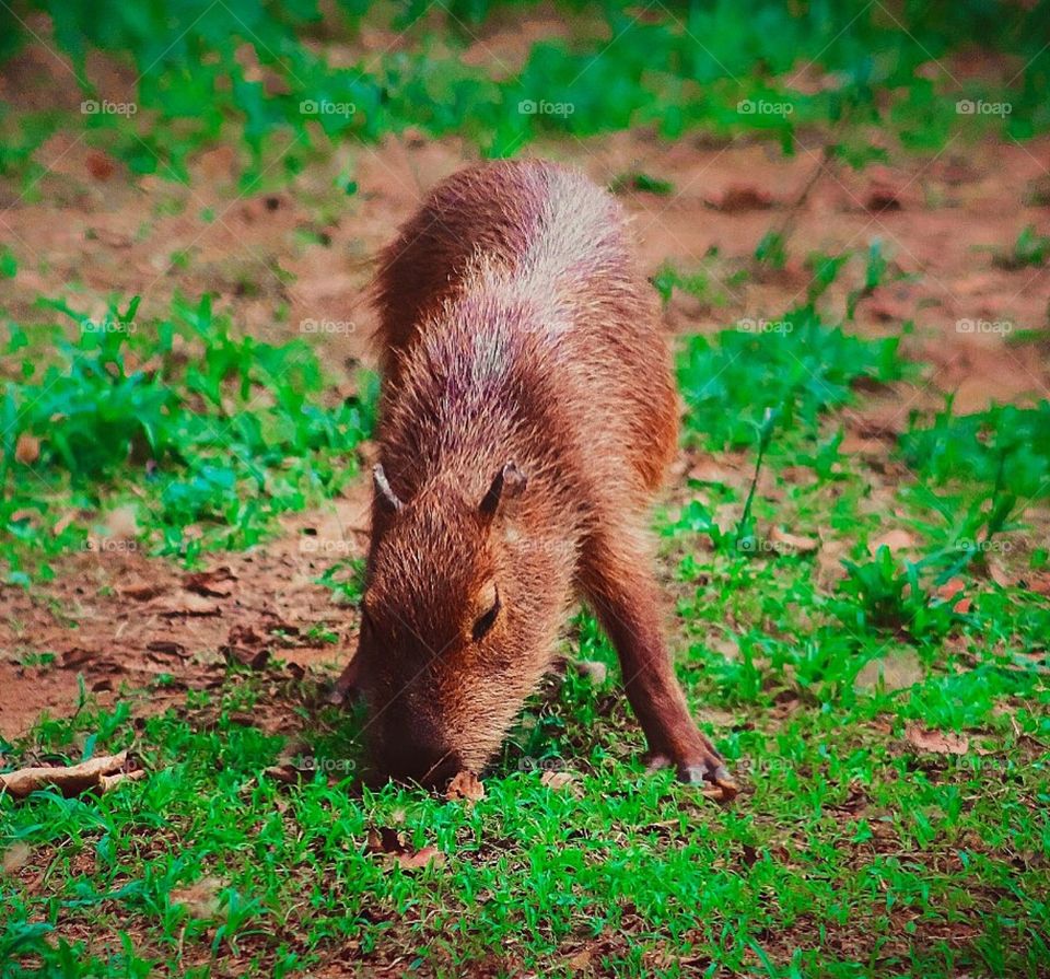 Capivara