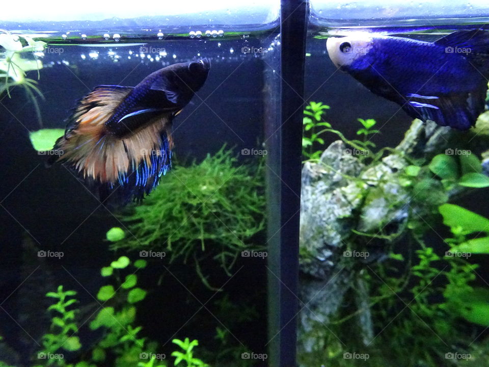 When fire meets ice - crush and Jace, two of my many betta boys 