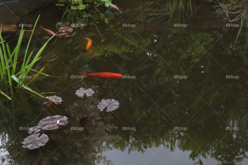 pond with fish