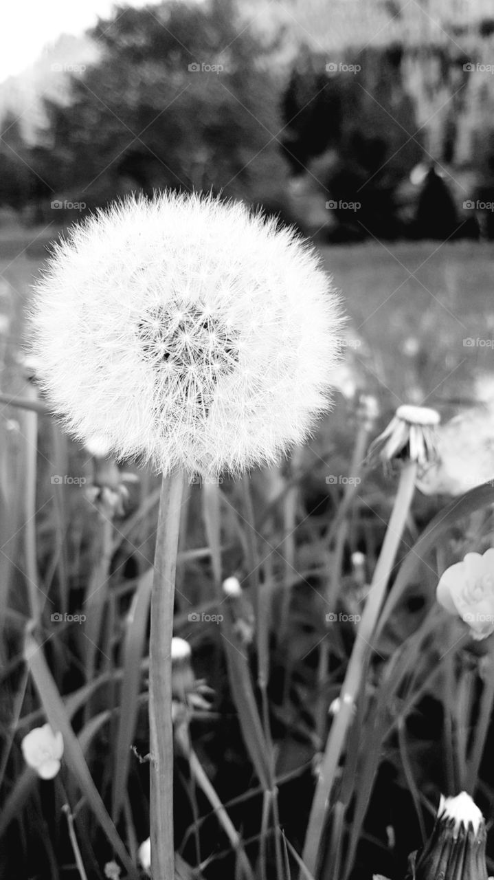Dandelion