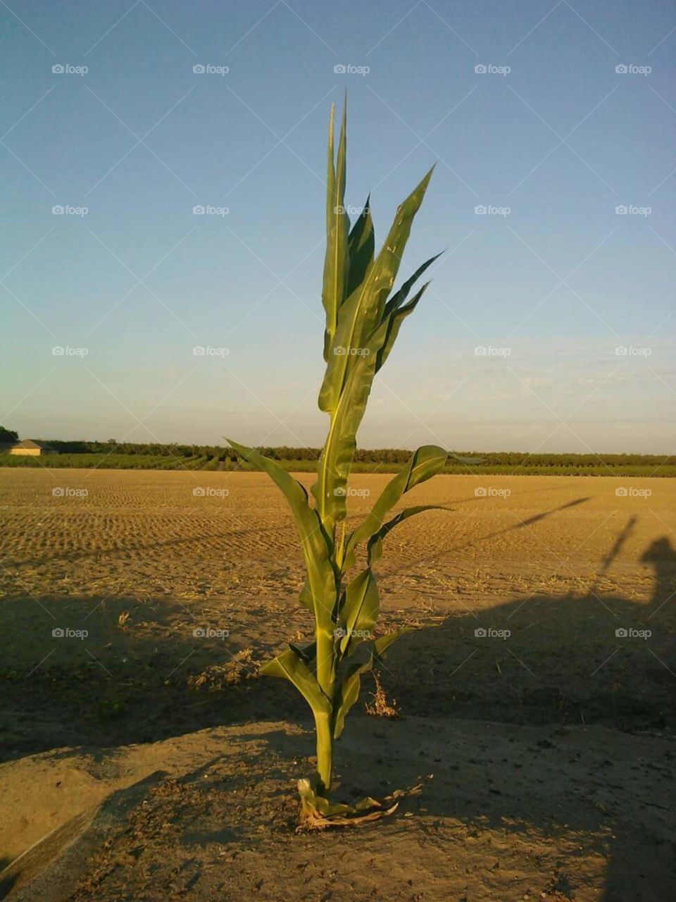 single corn stalk