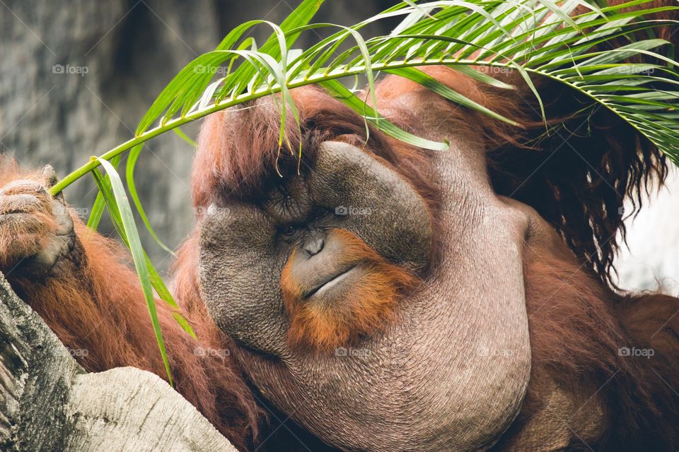 A giant Orangutan in a zoo