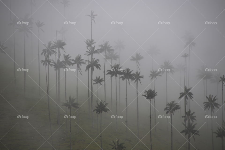 A foggy day at Cocora Valley - Colombia 