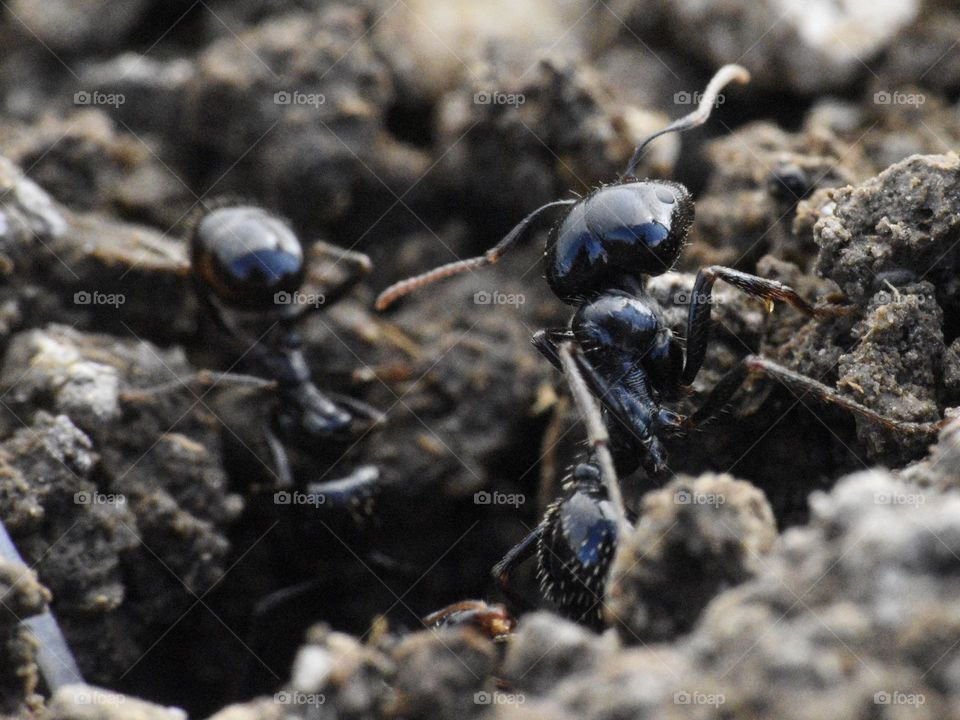 Macro of ants