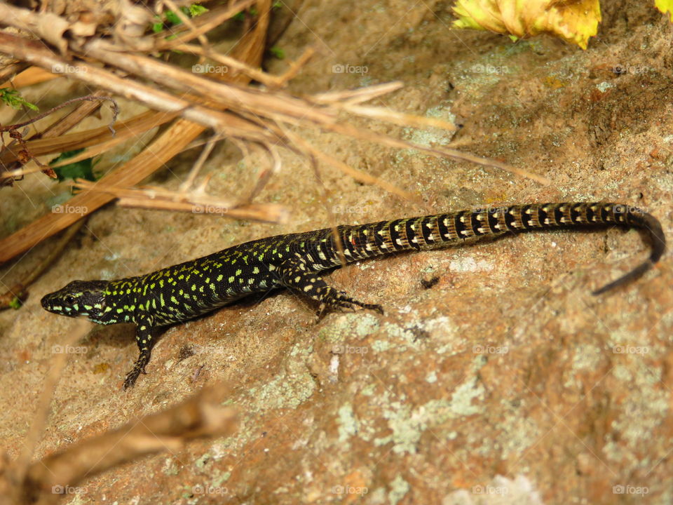Italian lizard