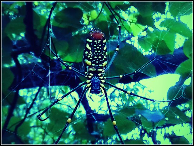 spider (2)
