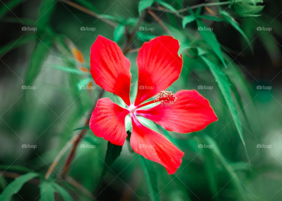 Red flower and against green background 