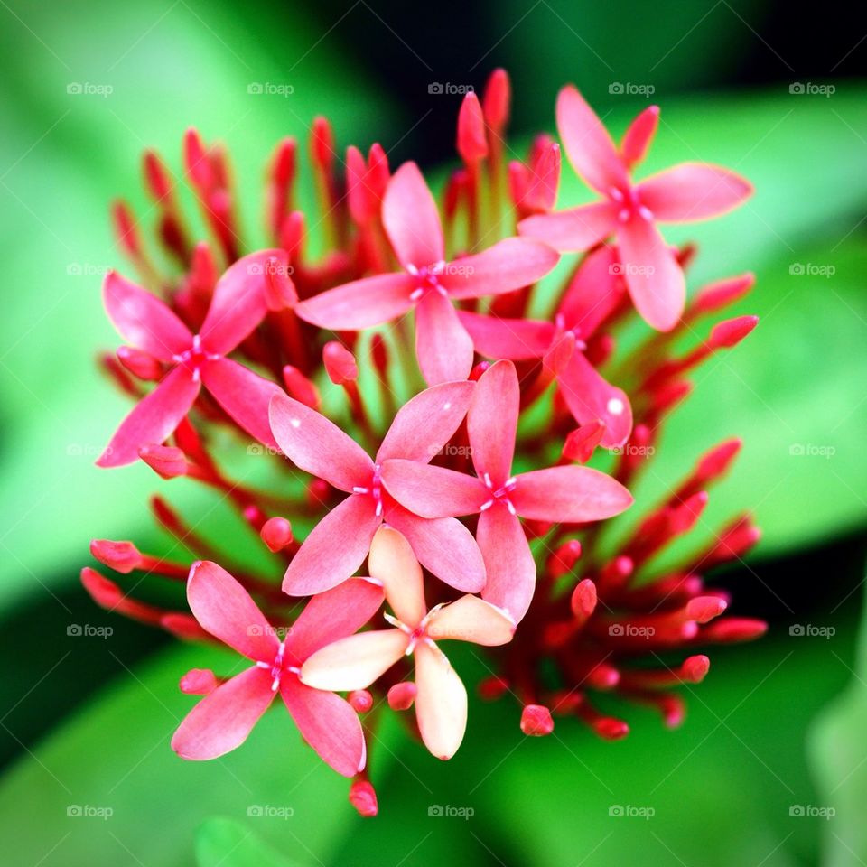 Beautiful tropical flowers