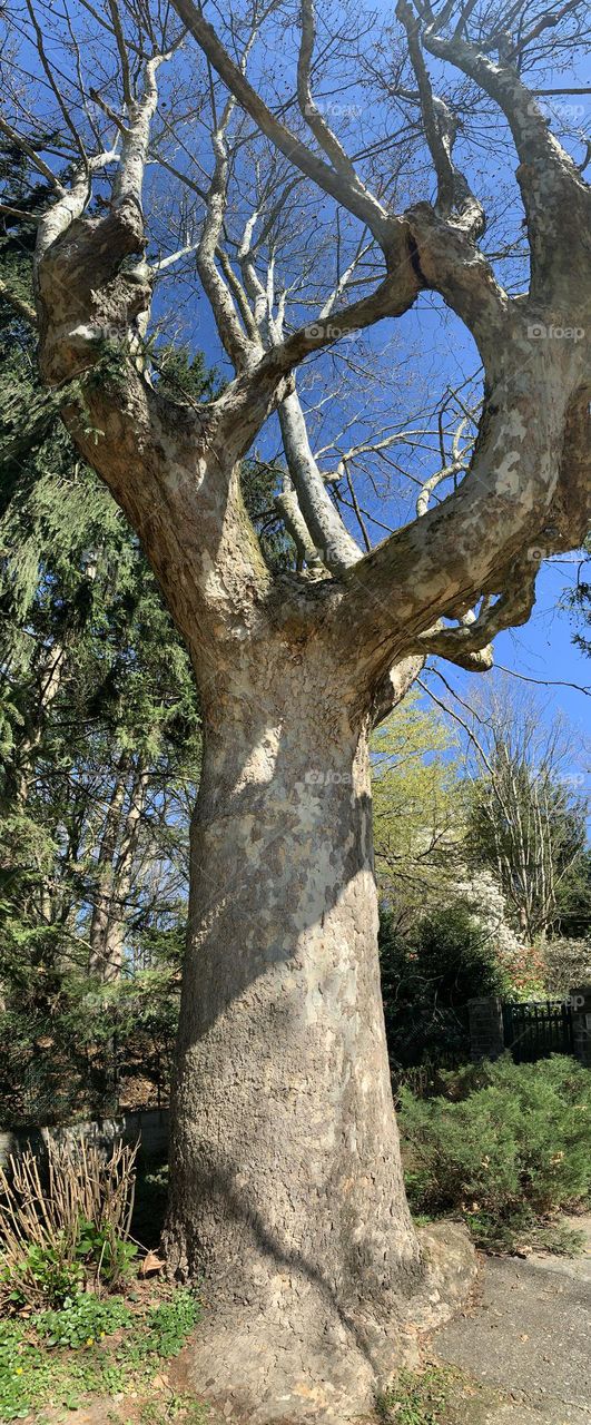 magnificent specimen of plane tree, in the winter season on the edge of a forest.