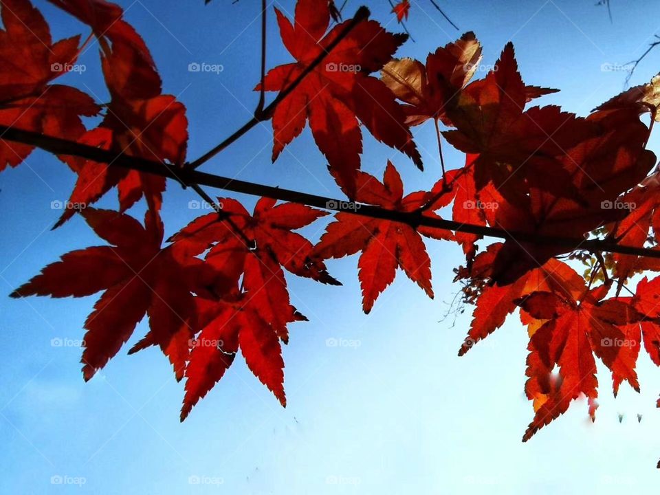 Beautiful colorful leaves 