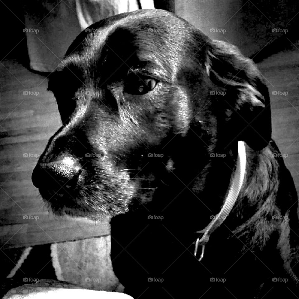 Black lab dog - monochrome
