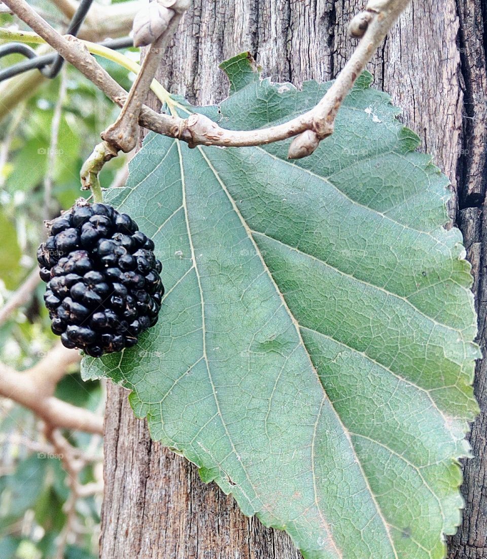 Nature, Fruit, Leaf, Tree, Food
