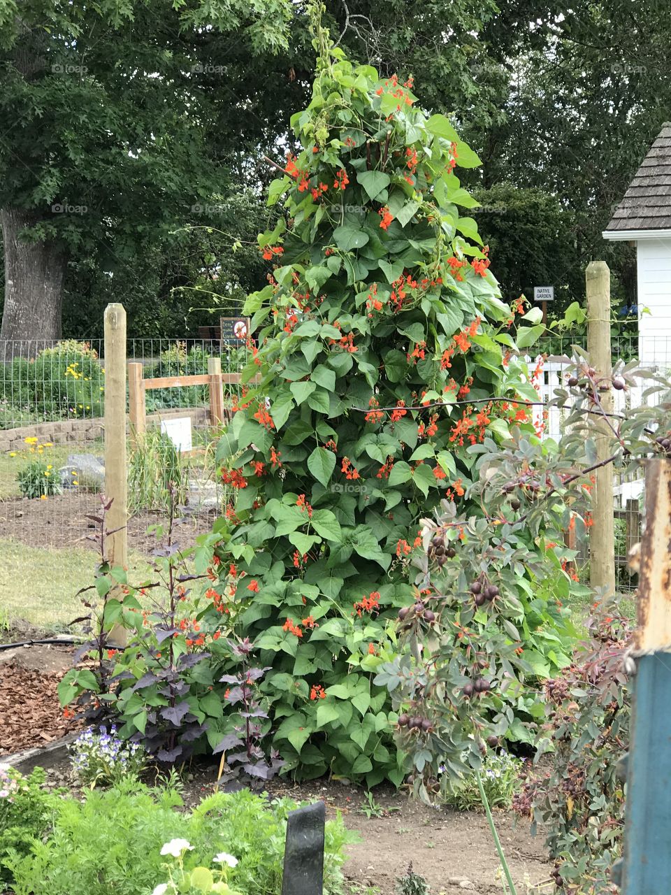 Tree full of beans 
