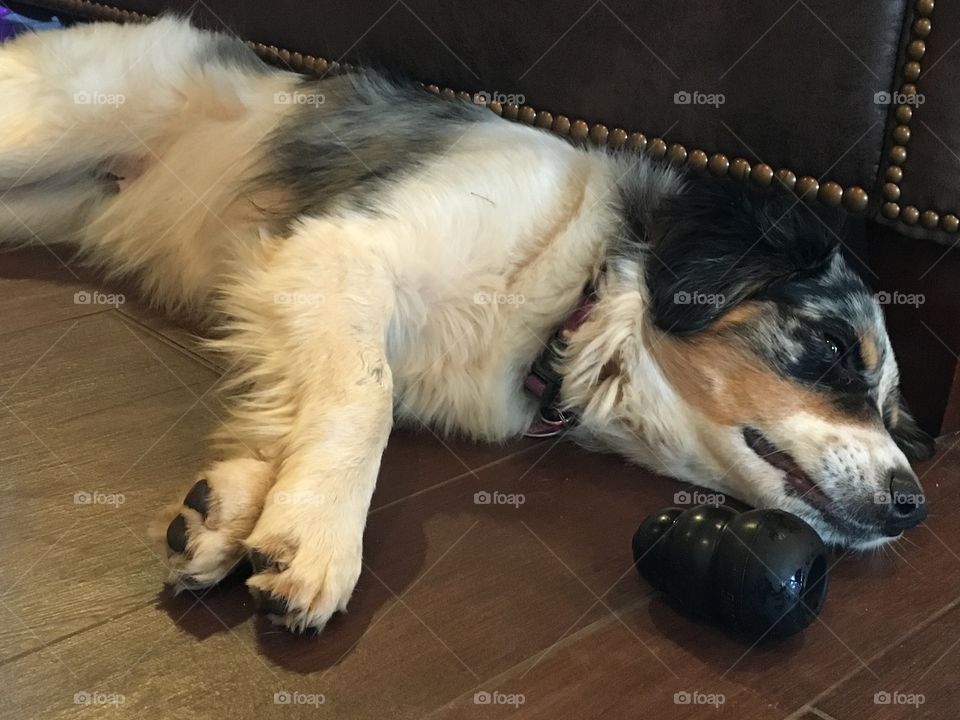 Trigger, a miniature Australian shepherd with his new Kong toy.
