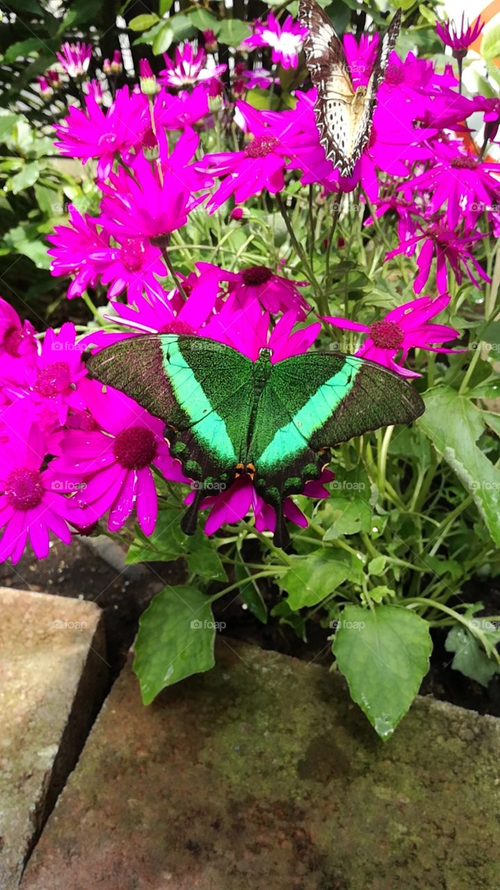neon green butterfly