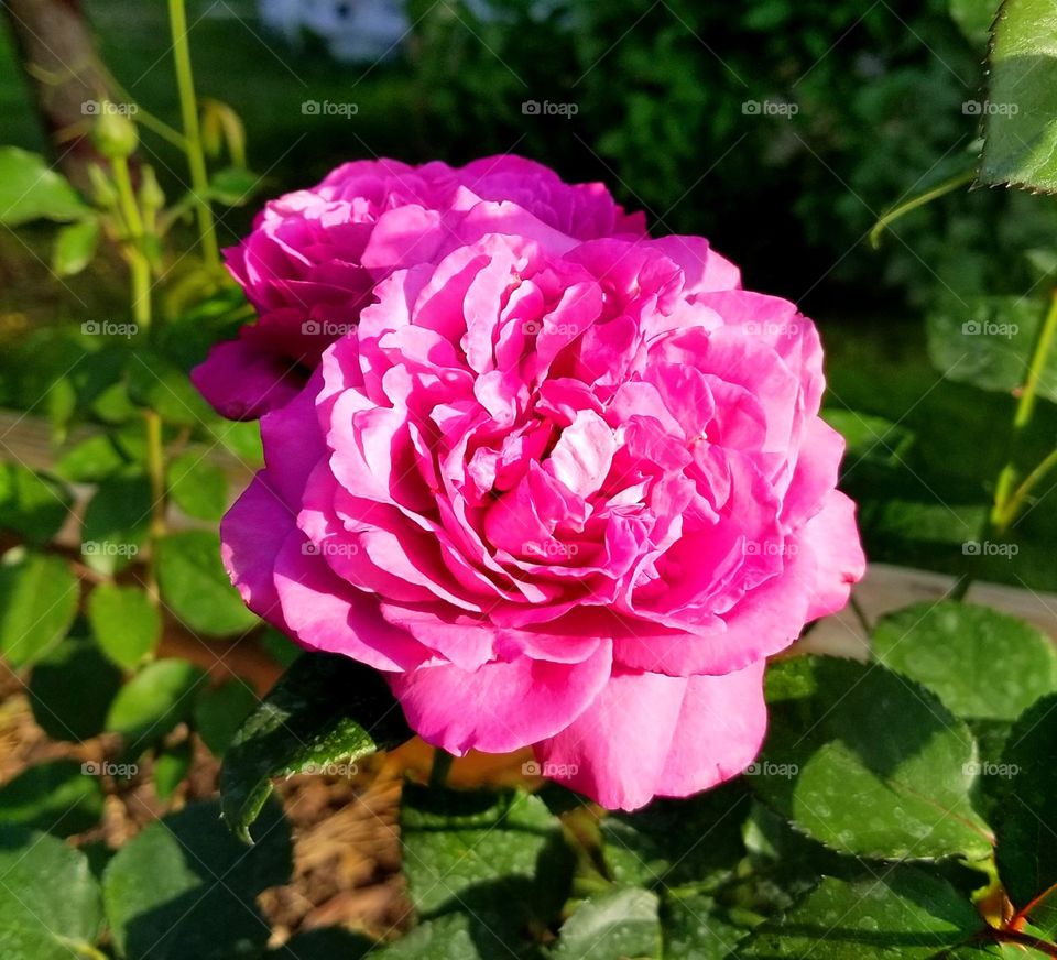 A beautiful flower rose