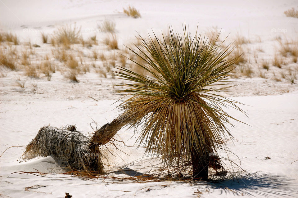 white sands white sands new mexico tree plant by refocusphoto