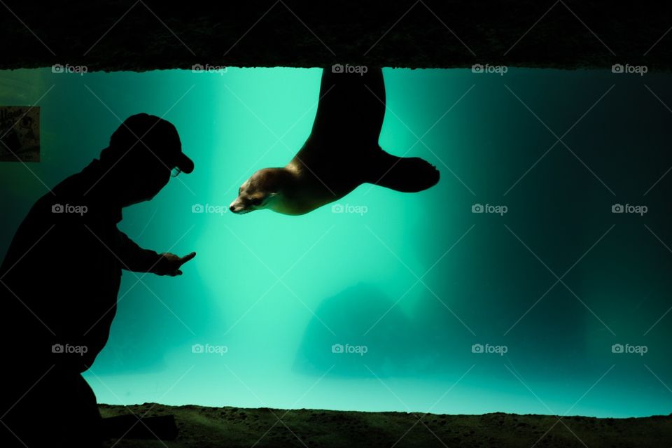 Man Plays With Sea Lion At Long Island Aquarium, Sea Lion And Person, Long Island Aquarium, Animal Photography 