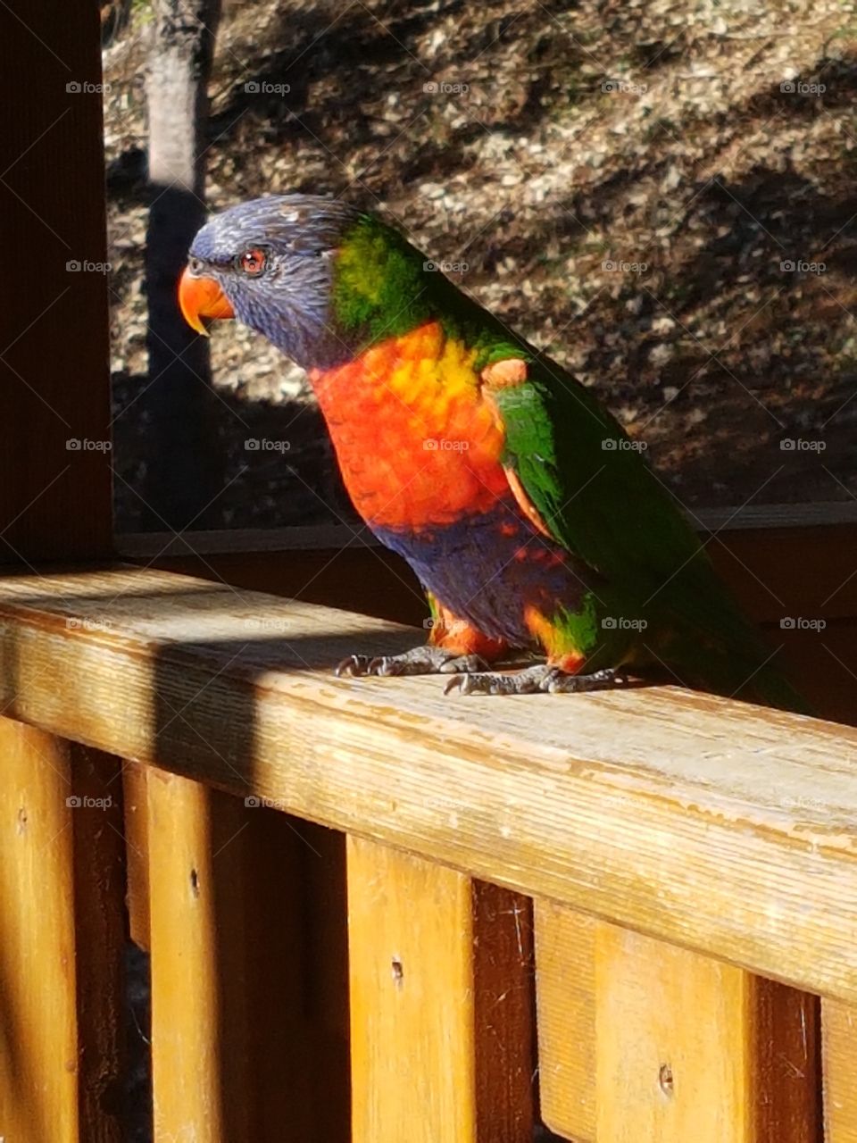 Parrot :)