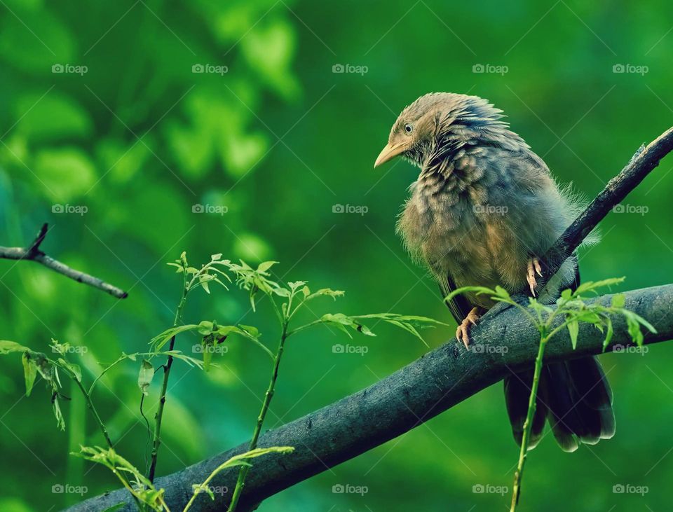 Bird photography  - yellow babbler