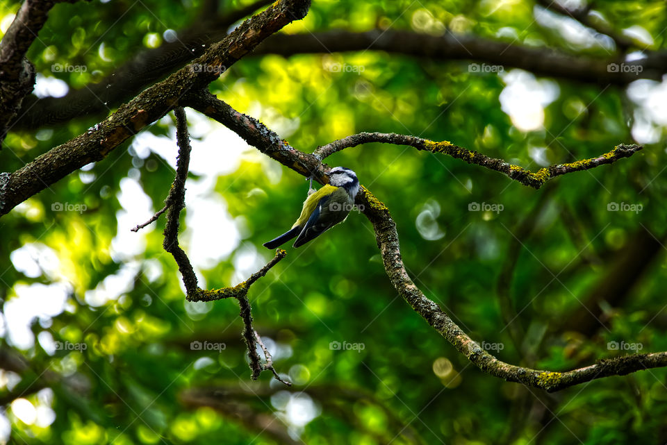 Bird in tree