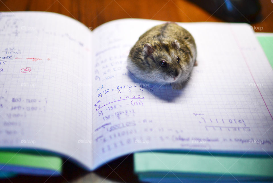 Hamster learning