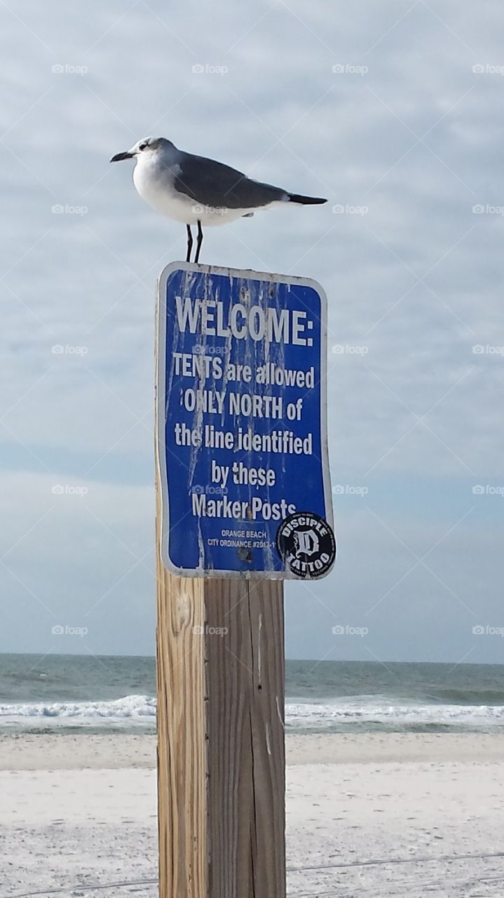 Perched Seagull